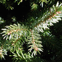 ABETE BIANCO