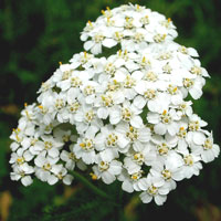 ACHILLEA
