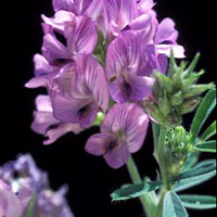 ALFALFA