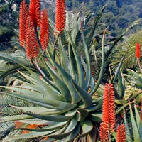 ALOE