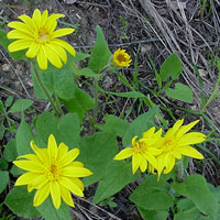 ARNICA