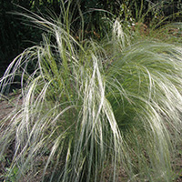 ASPERELLA