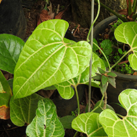DIOSCOREA VILLOSA