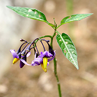 DULCAMARA