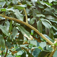 JABORANDI
