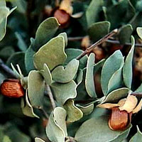 JOJOBA