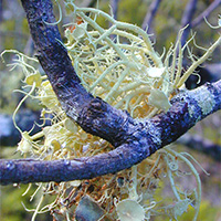 USNEA