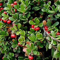 UVA URSINA